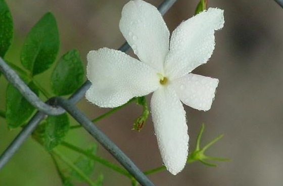 Jasminum Species, Pink Jasmine, Winter Jasmine