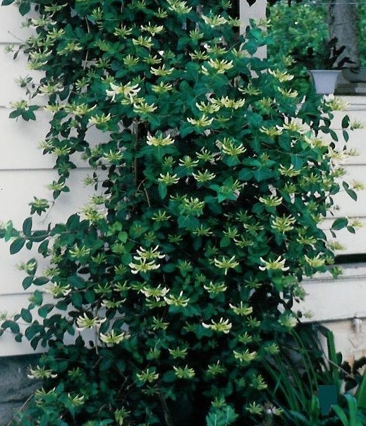 Lonicera, Halls Honeysuckle, Japanese Honeysuckle Halliana