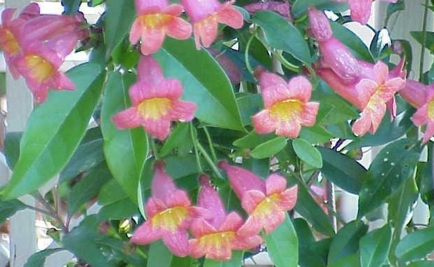 Bignonia Species, Cross Vine, Crossvine, Trumpet Flower