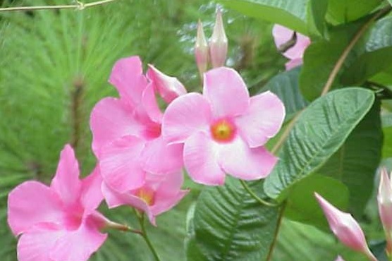 Mandevilla, Pink Allamanda Alice Dupont