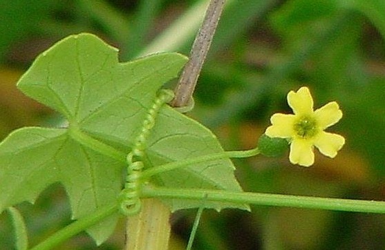 Melothria Species, Creeping Cucumber, Guadeloupe Cucumber, Speckled Gourd