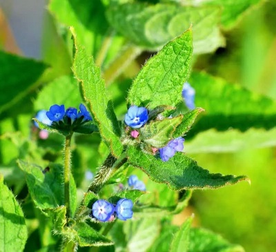 Borage (Borago officinalis)