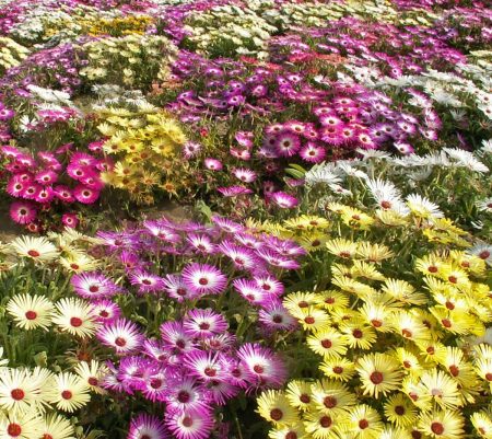 Annual Iceplant, Mixed