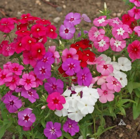 Annual Phlox, Mixed