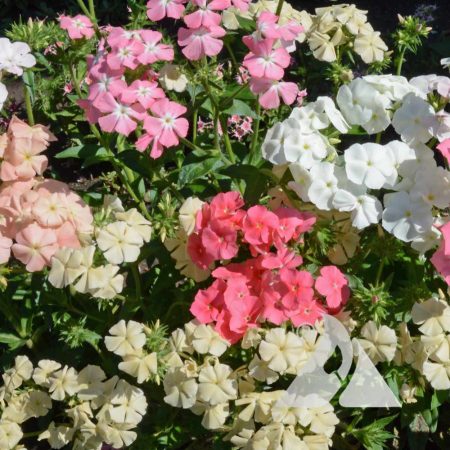 Annual Phlox, Pastel Shades Mix