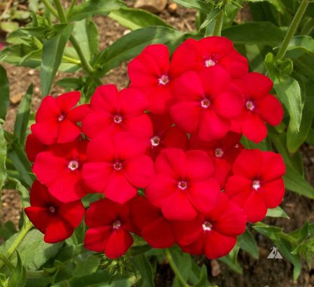 Annual Phlox, Red