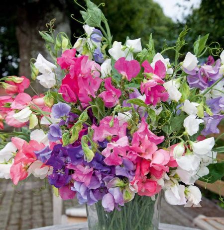 Annual Sweet Pea ‘Bijou Mix’