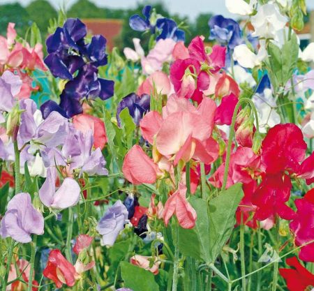 Annual Sweet Pea ‘Early Multiflora Mix