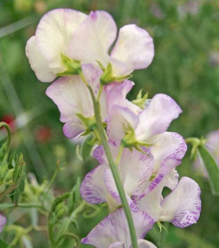 Annual Sweet Pea ‘High Scent’