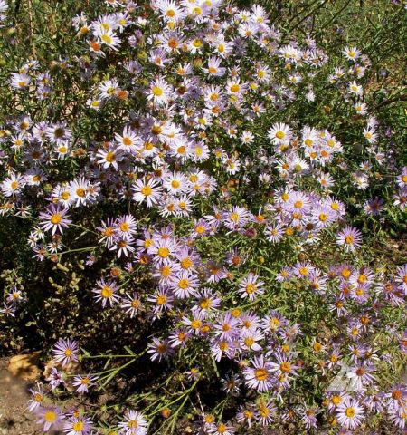 Aster, Bigelow’s