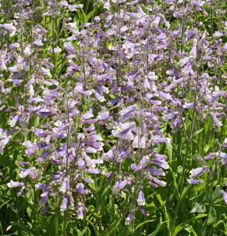 Beardtongue, Hairy