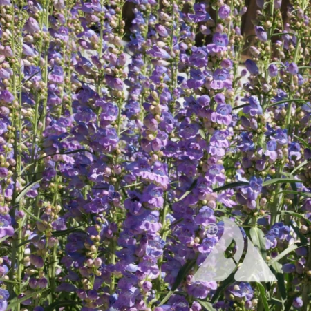 Beardtongue, One-Sided