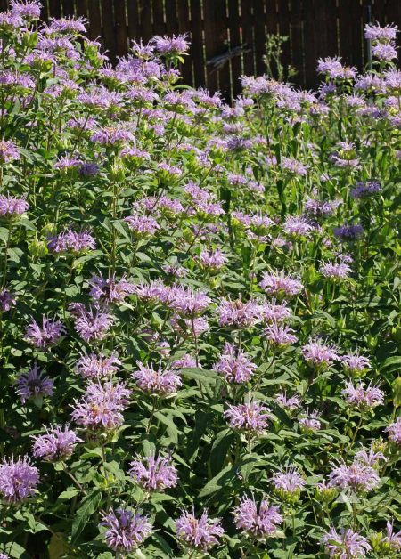 Bergamot