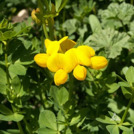 Bird’s-Foot Trefoil