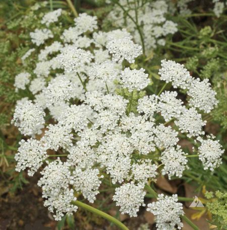 Bishop’s Flower