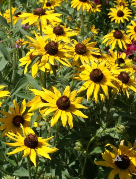 Black-Eyed Susan
