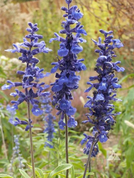 Blue Sage