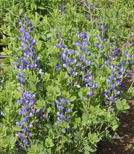 Blue Wild Indigo