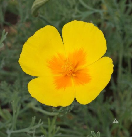 California Poppy ‘Golden West’