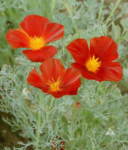 California Poppy ‘Red Chief’