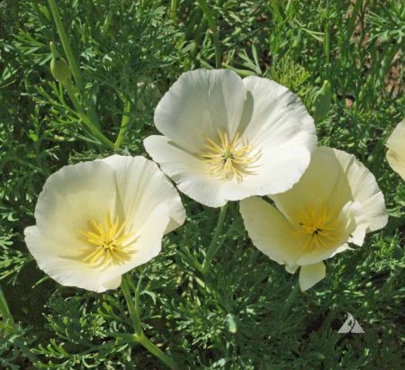 California Poppy ‘White Linen’