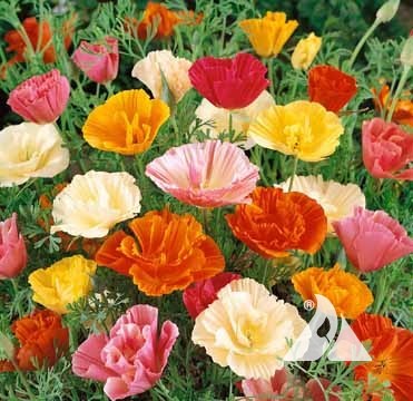 California Poppy, Mission Bells