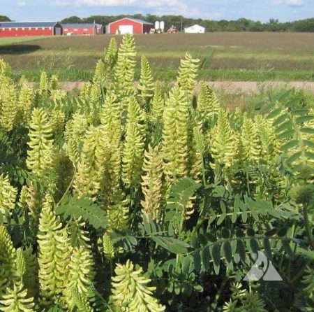 Canadian Milkvetch