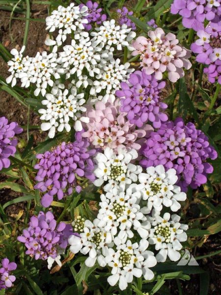 Candytuft, Annual