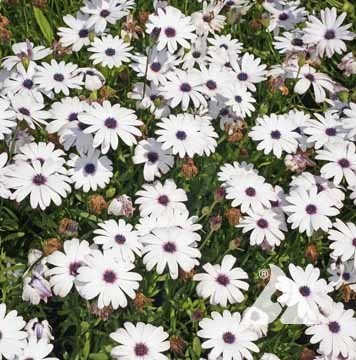 Cape Daisy, White