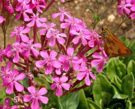 Catchfly