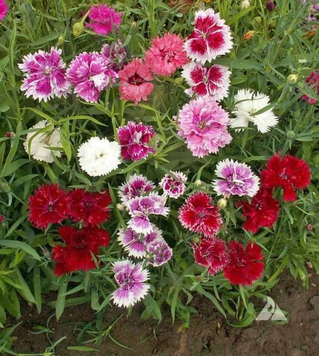Chinese Pinks