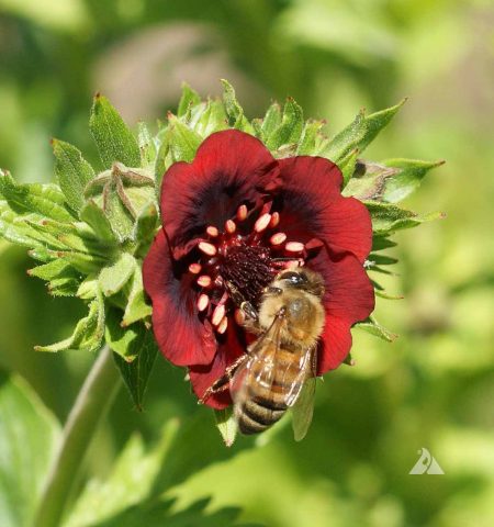 Cinquefoil, Scarlet