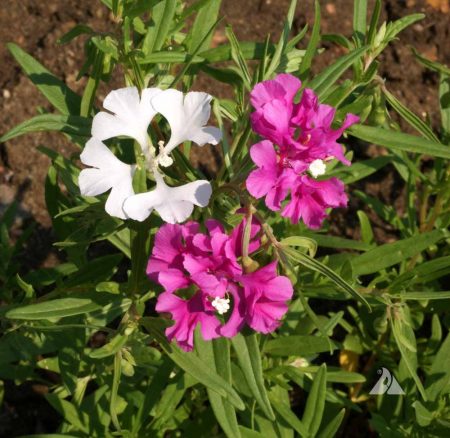 Clarkia, Deerhorn