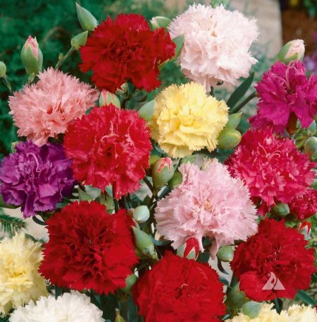 Clove Carnation ‘Chabaud Mix’