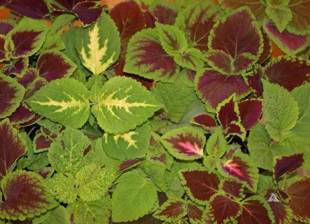 Coleus ‘Rainbow Mix’