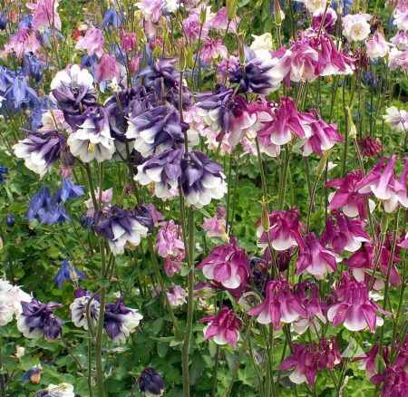 Columbine, Dwarf