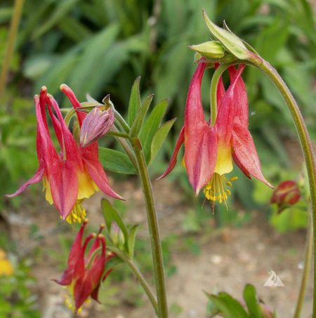 Columbine, Eastern