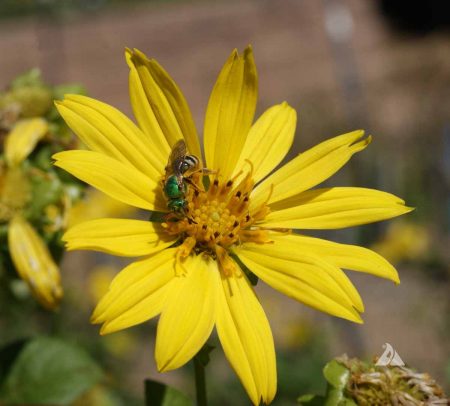 Compass Plant
