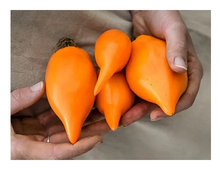 Buratino or Pinocchio Tomato