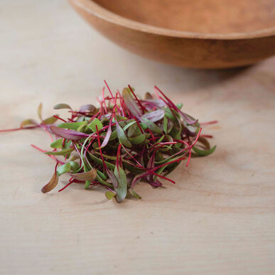 Beet, Red Leaf (Organic Microgreen Seed)