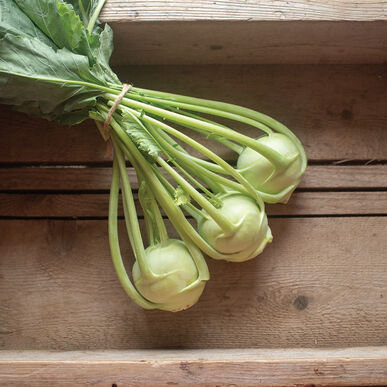 Konan (Organic (F1) Kohlrabi Seed)