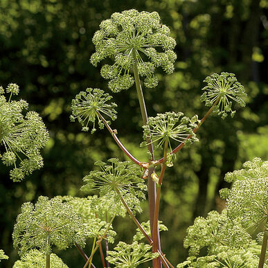 Angelica (Organic Herb Seed)