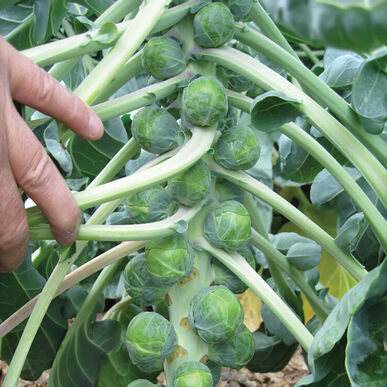 Divino (Organic (F1) Brussels Sprout Seed)