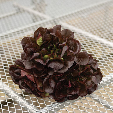 Salanova Hydroponic Red Butter