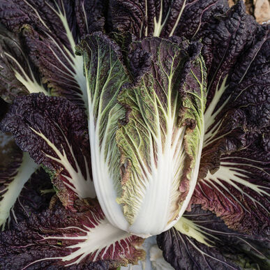 Miss Hong  (Chinese Cabbage Seed)