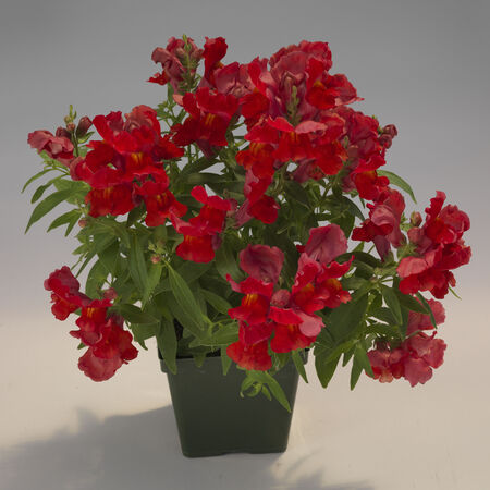 Scarlet Floral Showers, (F1) Snapdragon Seeds