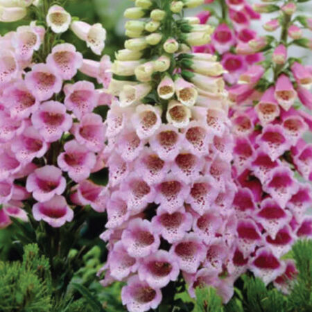 Dalmatian Rose, (F1) Digitalis Seeds
