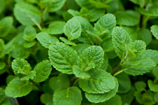 Applemint Seeds