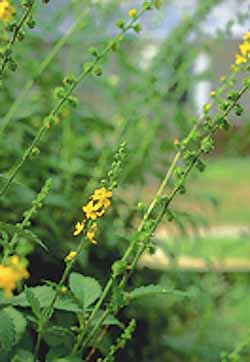 Agrimony Seeds