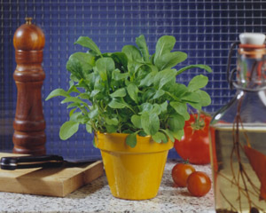 Arugula Seeds